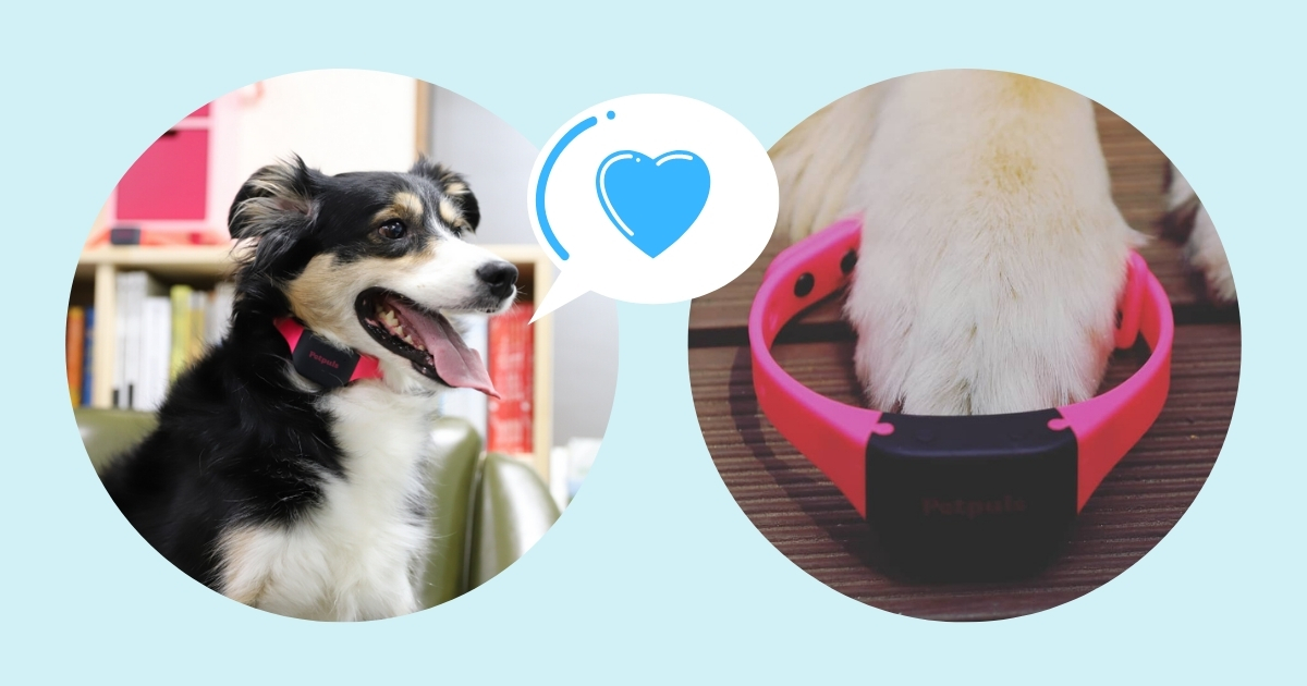 South Korea has a smart collar that can translate your pet dog’s bark